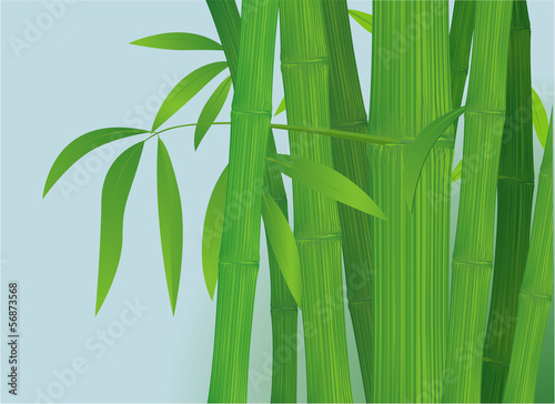 Bamboo template. Vector. © mushakesa