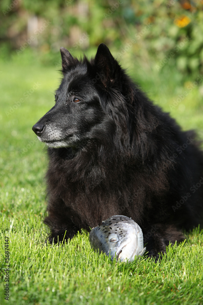 Black hungry dog eating fresh fish head