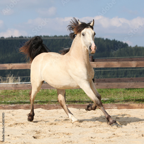 Beautiful palomino horse running © Zuzana Tillerova