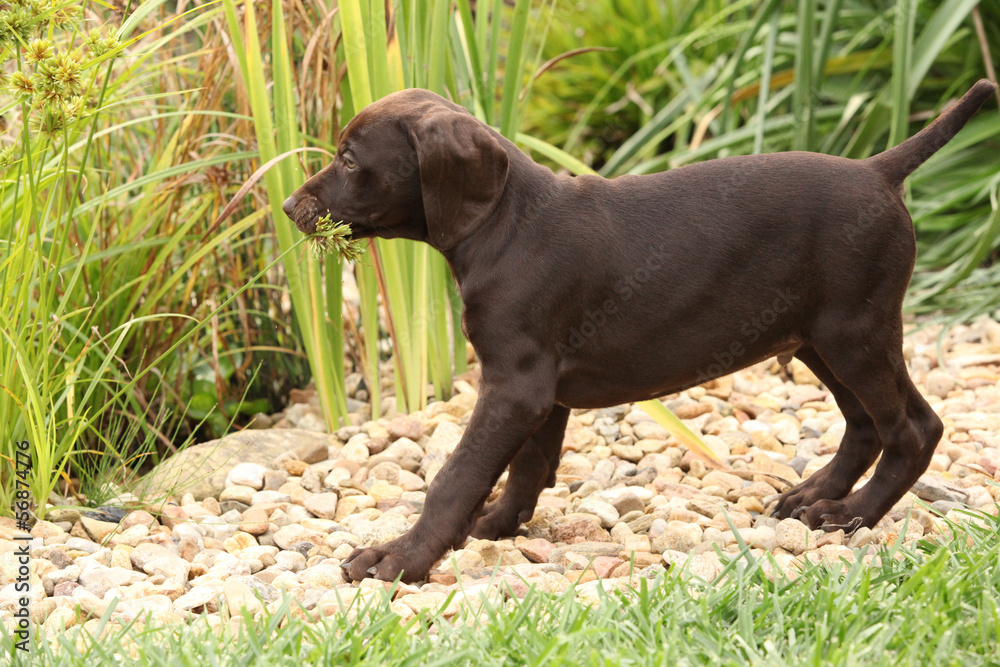 Adorable puppy in beautiful garden Adorable puppy in beautiful garden