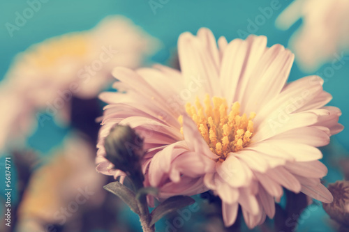 Fototapeta Naklejka Na Ścianę i Meble -  beautiful pale pink aster flower close up