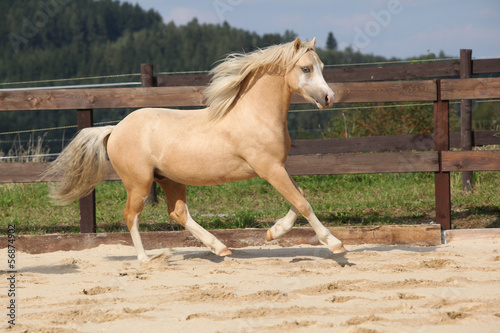 Gorgeous palomino stallion running photo