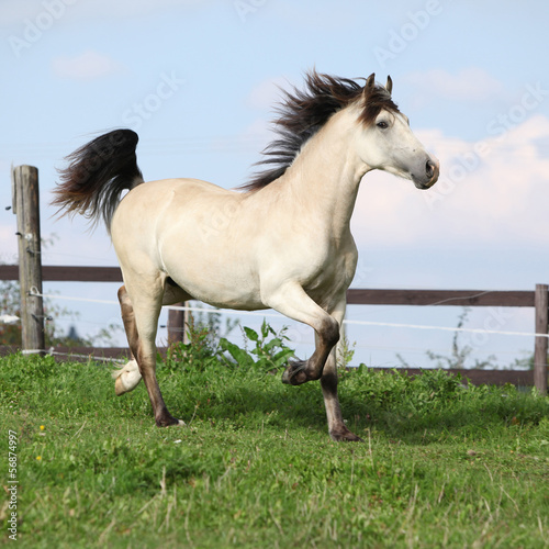 Fototapeta Naklejka Na Ścianę i Meble -  Beautiful palomino horse running