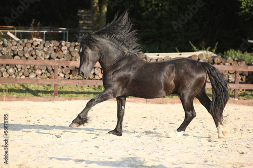 Gorgeous brown welsh cob running