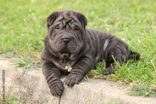 Fototapeta Naklejka Na Ścianę i Meble -  Adorable sharpei puppy lying