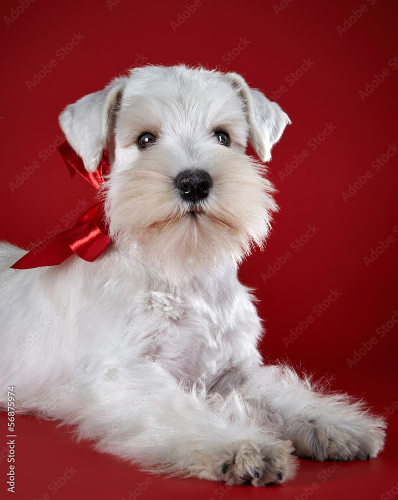 White miniature schnauzer puppy Stock Photo | Adobe Stock