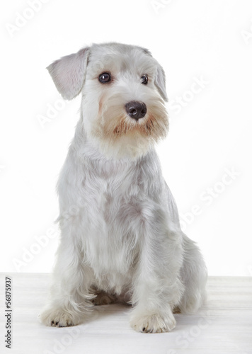 White miniature schnauzer puppy