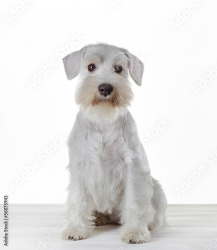 White miniature schnauzer puppy