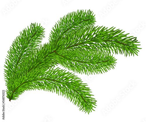 Twig of evergreen