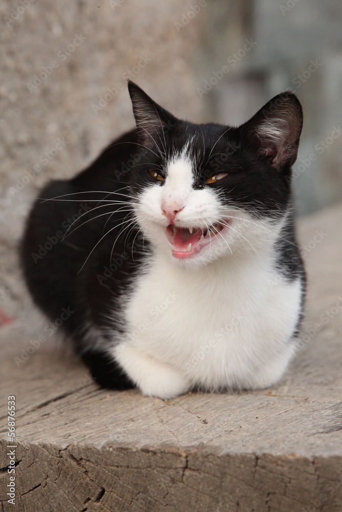 Black and white cat looking at you