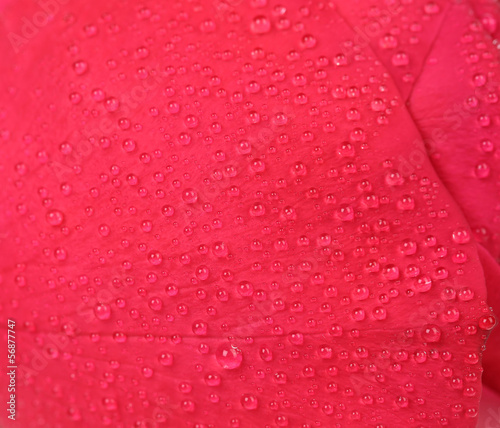 Close up of water drops on a rose petal. © indigolotos