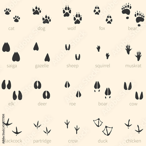 Vector set of 20 animal footprints icon