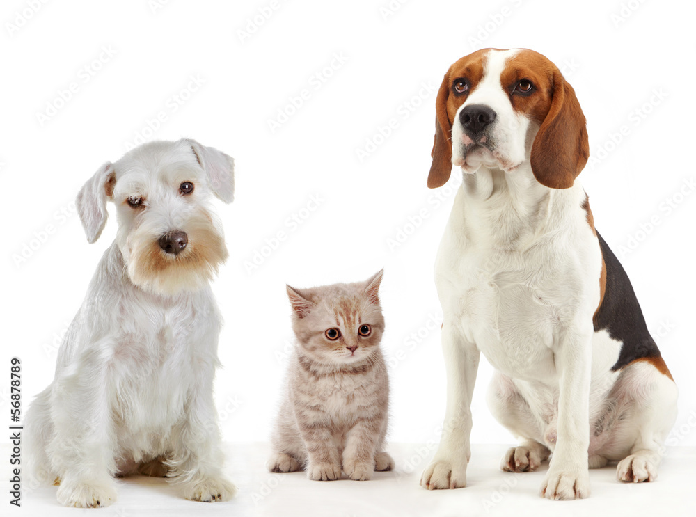 three domestic animals cat and dogs