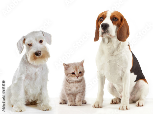 Fototapeta Naklejka Na Ścianę i Meble -  three domestic animals cat and dogs