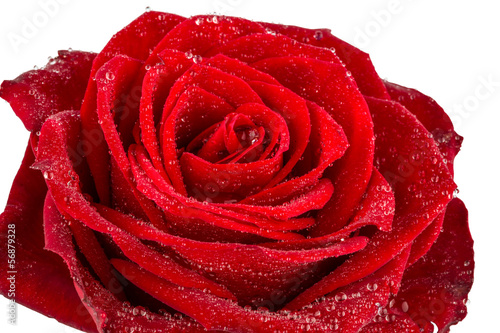 Fototapeta Naklejka Na Ścianę i Meble -  red rose. sign of love