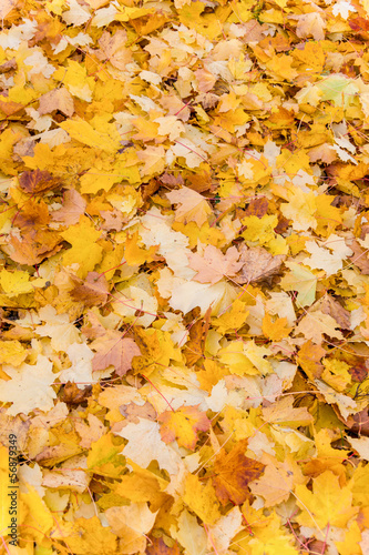 yellow leaves in autumn