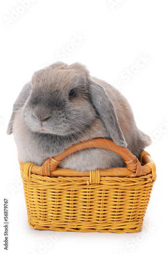 Grey rabbit in a basket isolated on white