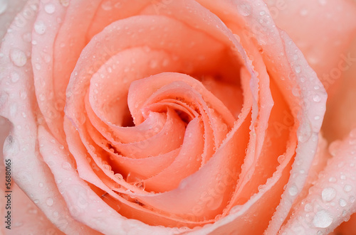 Pink rose closeup with water drops