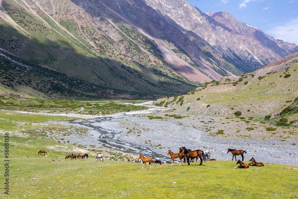 Fototapeta premium Horses in high mountains