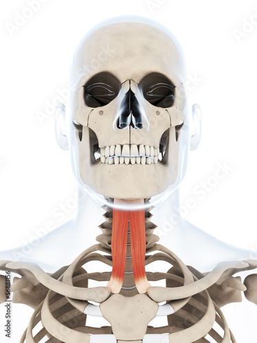 3d rendered illustration of the sternohyoid photo