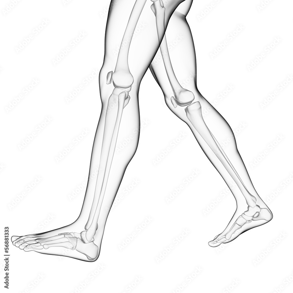 3d rendered illustration of the leg bones 3d rendered illustration of the leg bones
