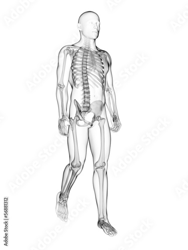 3d rendered illustration of a walking male