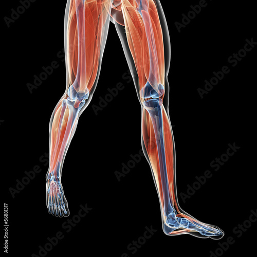 3d rendered illustration of the leg muscles