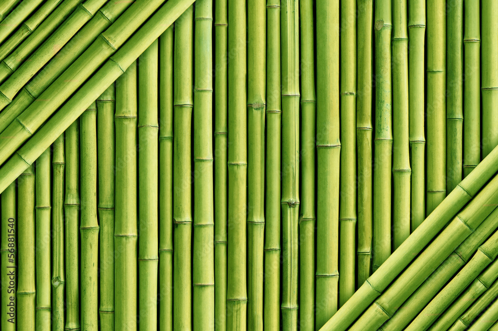 Naklejka zielony bambus płot tło