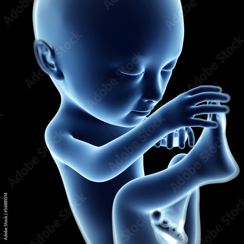 3d rendered illustration of a fetus, month 7