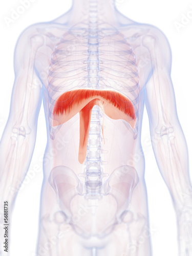 3d rendered illustration of the human diaphragm