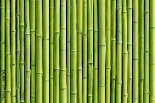 Wallpaper Mural green bamboo fence background