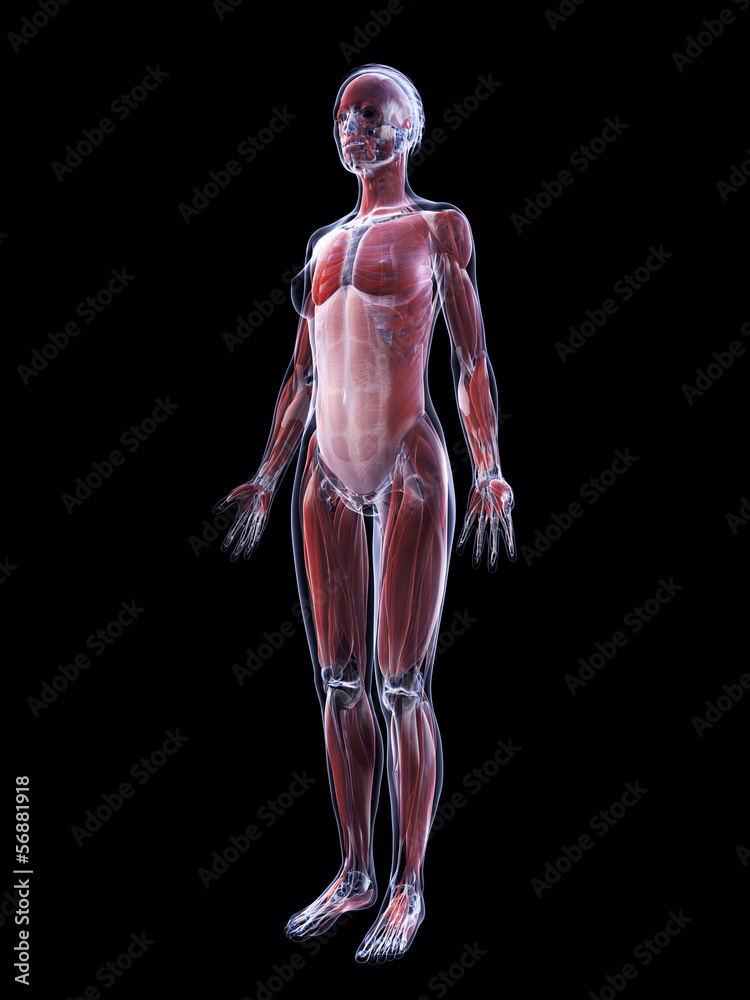 3d rendered illustration of the female muscle system 3d rendered illustration of the female muscle system