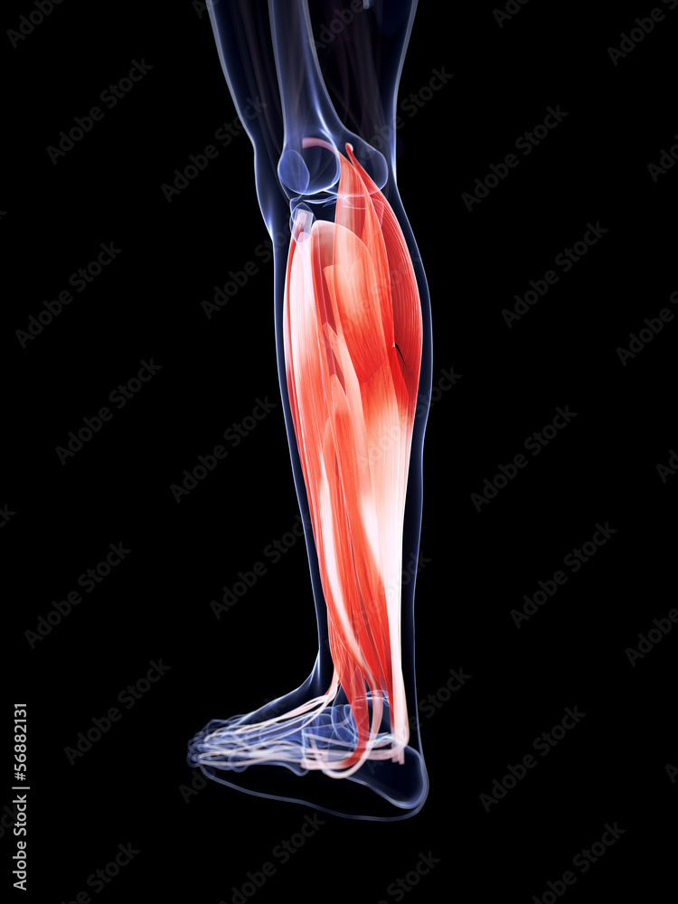 3d rendered illustration of the lower leg muscles 3d rendered illustration of the lower leg muscles
