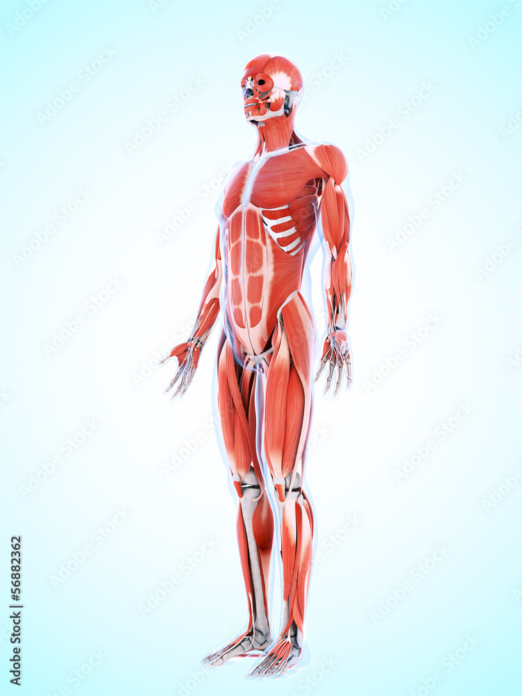 3d rendered illustration of the male musculature