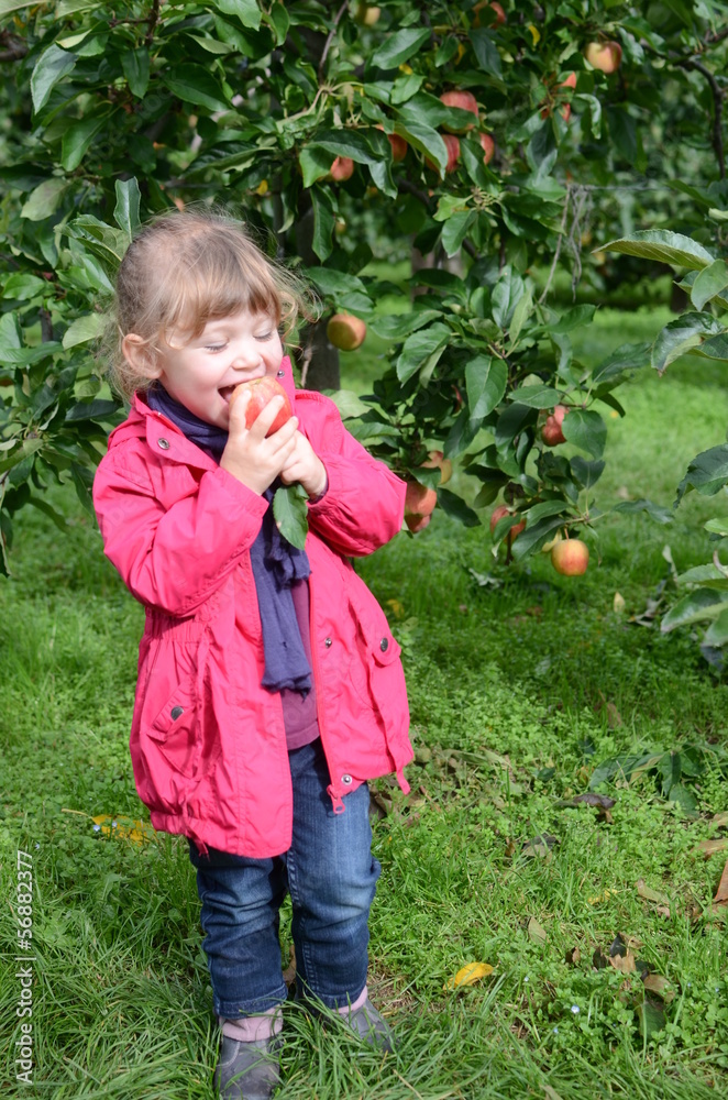 pomme bio pomme bio