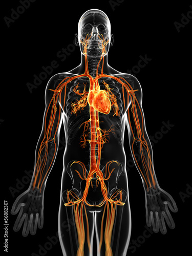 Wallpaper Mural 3d rendered illustration of the male vascular system