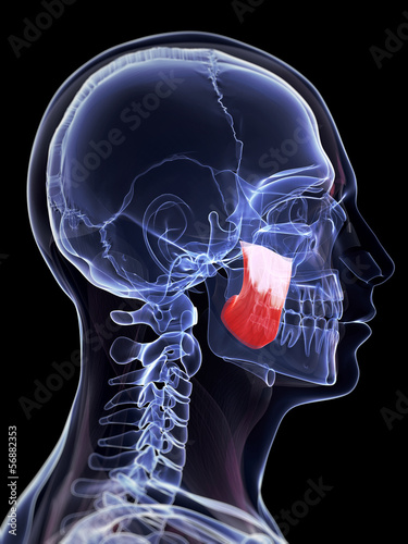 3d rendered illustration of the masseter superior muscle photo