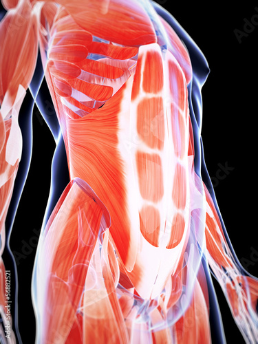 Fotografie, Obraz 3d rendered illustration of the male musculature