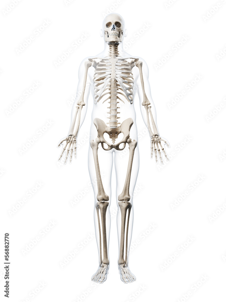 3d rendered illustration of the human skeleton 3d rendered illustration of the human skeleton