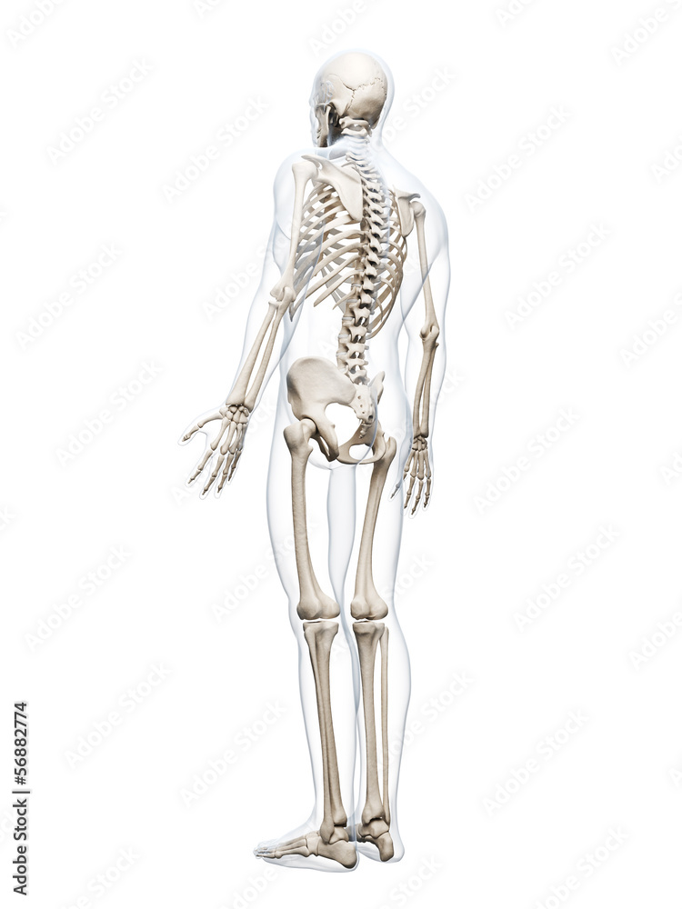 3d rendered illustration of the human skeleton 3d rendered illustration of the human skeleton