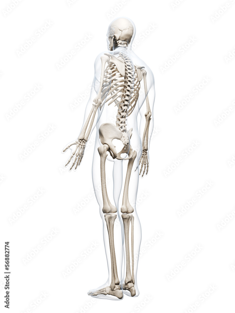 3d rendered illustration of the human skeleton