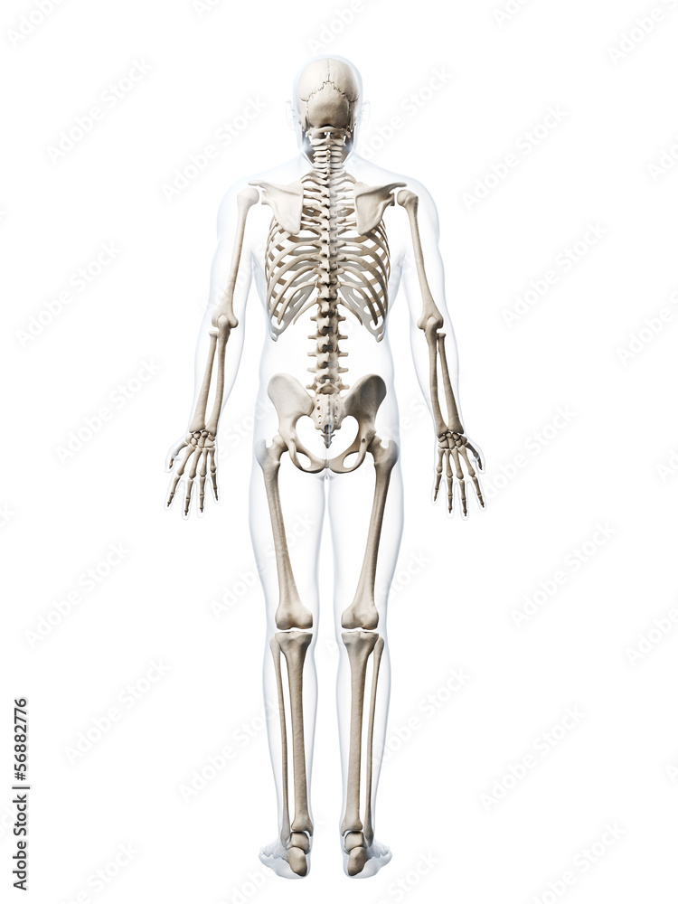 3d rendered illustration of the human skeleton