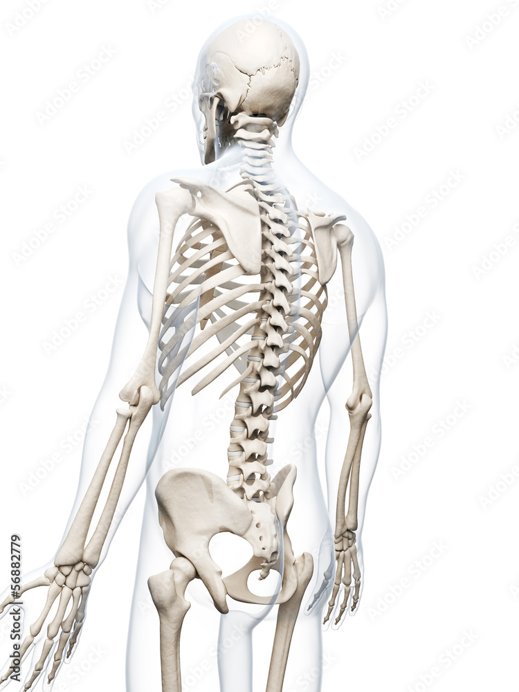 3d rendered illustration of the human skeleton 3d rendered illustration of the human skeleton