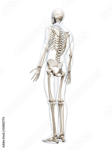 3d rendered illustration of the human skeleton