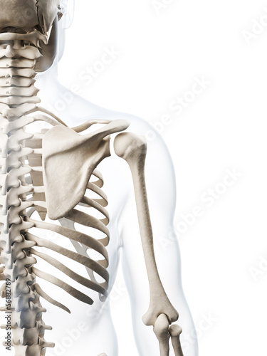 Bild auf Leinwand 3d rendered illustration of the human skeleton