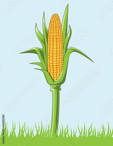 Corn cob