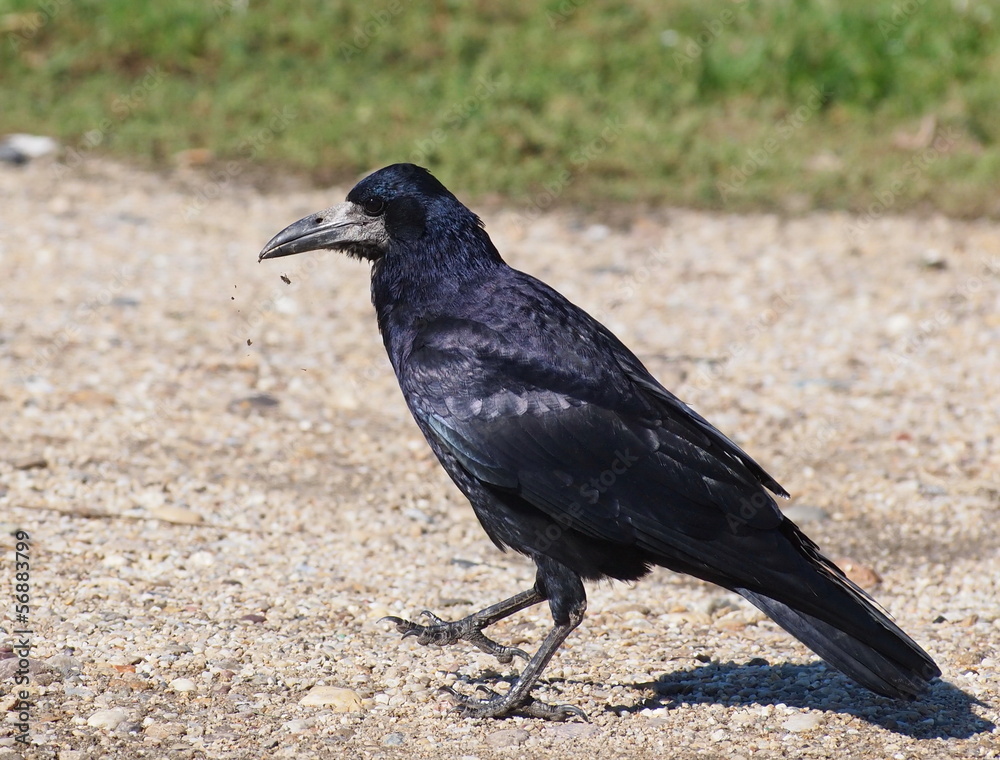 Fototapeta premium Rook (Corvus Frugilegus)