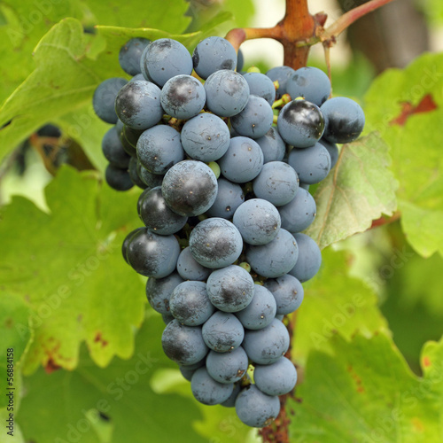 ripe hanging bunch of red wine grapes