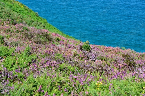 Bruyère de bretagne