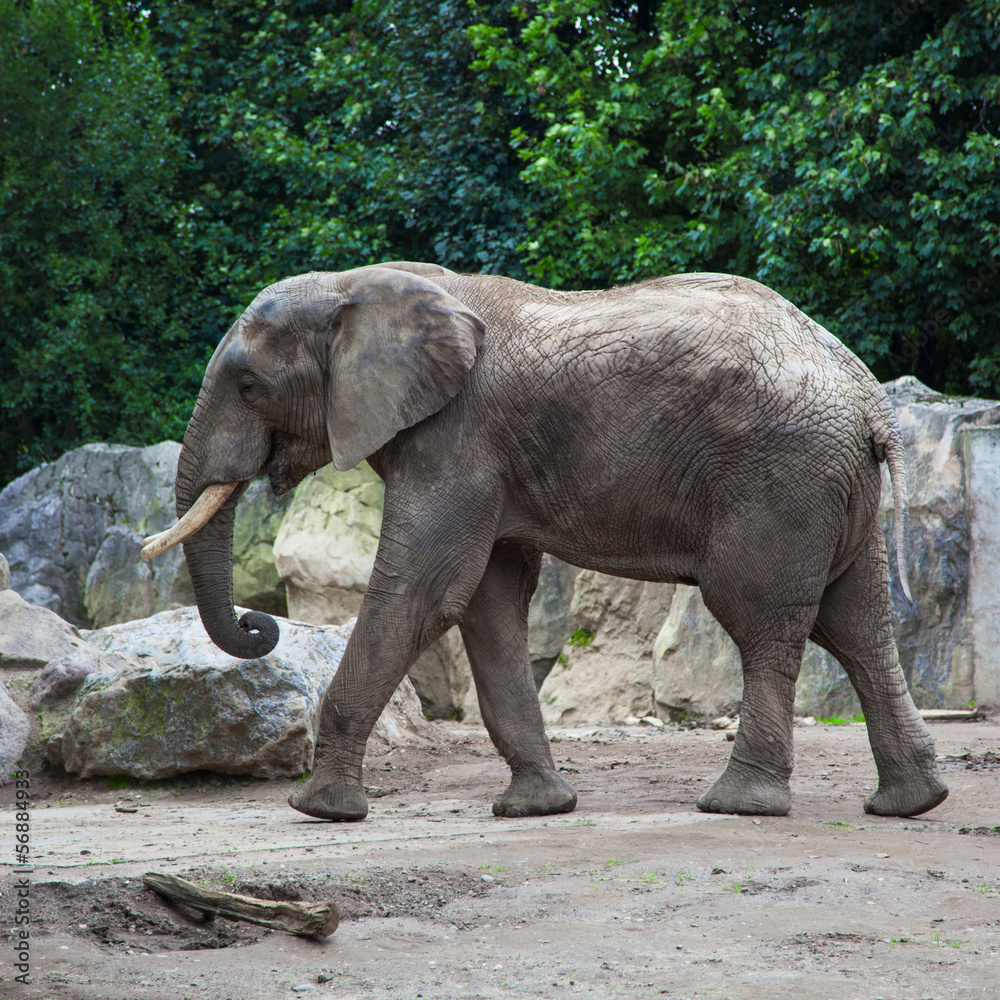 Fototapeta premium african bush elephant in zoo